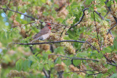 Readmosk - Roodmus - Carpodacus erythrinus