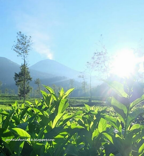 [http://FindWisata.blogspot.com] Kebun Teh Wonosari, Wisata Alam Yang Indah Dan Alternatif Mengisi Masa Liburan Kamu