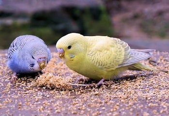 Periquitos amarillo y azul.