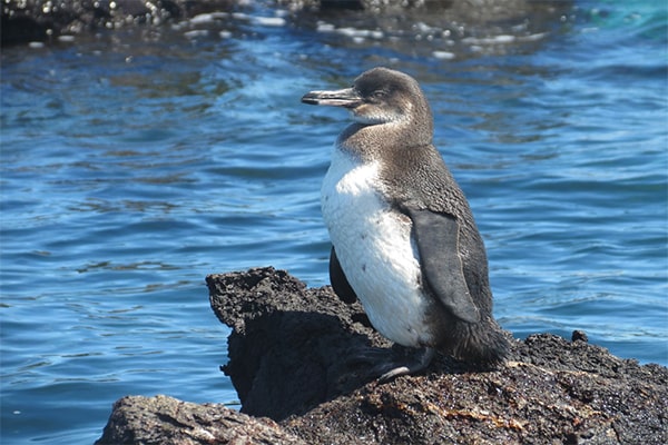 интересные факты о пингвинах. Галапагосский пингвин