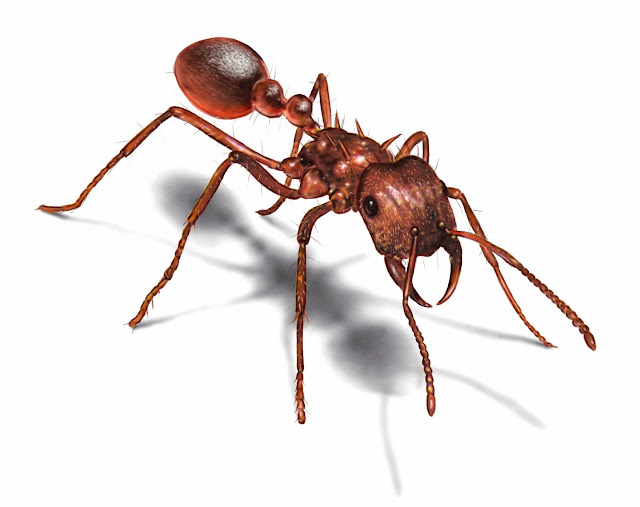 Top 5 weird facts about ants