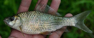 umpan mancing sungai air tawar,umpan mancing di sungai berarus deras,umpan mancing di sungai air deras,umpan mancing di sungai kecil,umpan mancing di sungai batanghari,