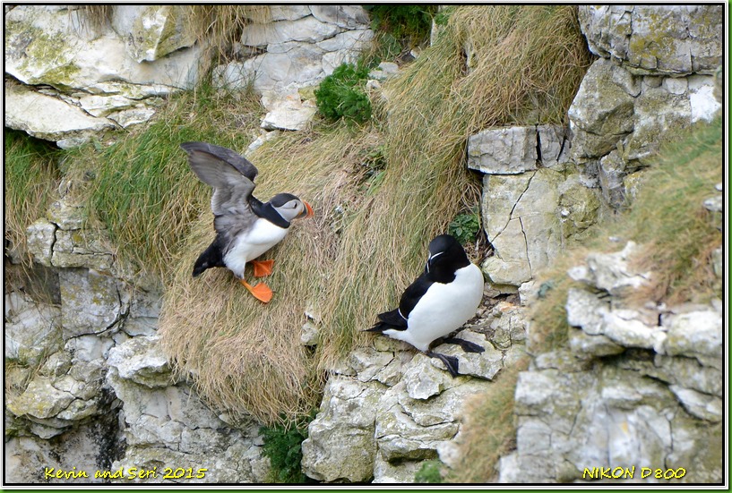 Bempton Cliffs RSPB - May