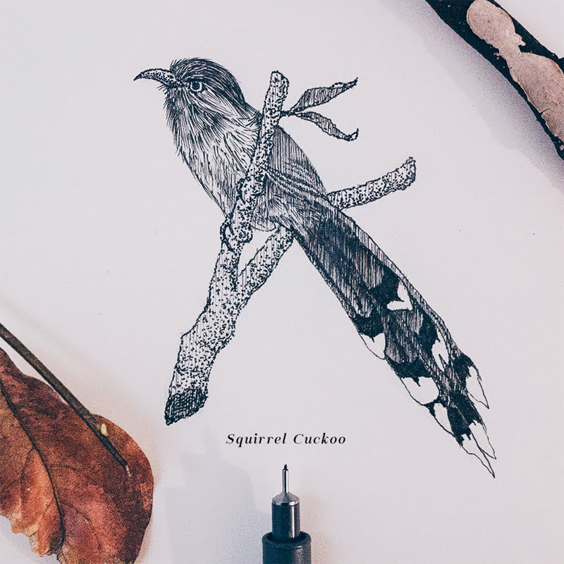 15 Beautiful Birds Illustrations by Daniel Merac.