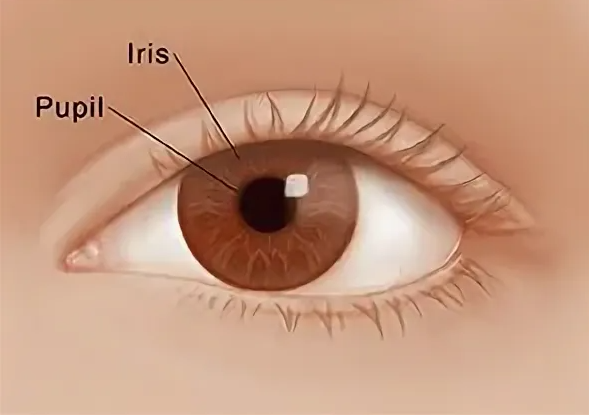 Gambar Iris dan Pupil