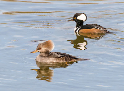 Hooded Merganser pair - male & female