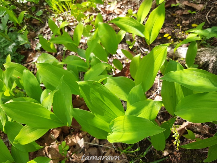 Ландыш Кейзке / Ландыш маньчжурский (Convallaria keiskei)