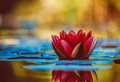 Flowers image 4k