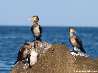 cormorani pe stabilopozi