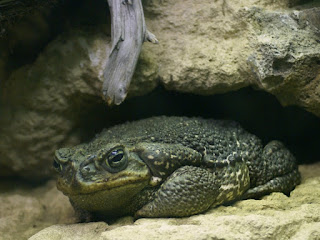 Crapaud cururu - Rhinella schneideri