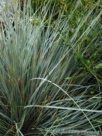 helictotrichon sempervirens