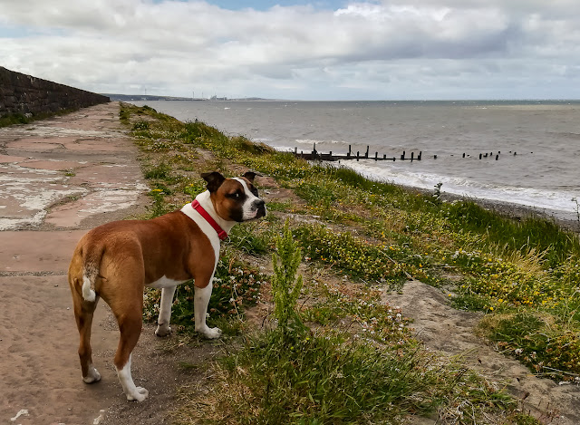 Photo of Ruby checking that I'm following her along the coast path at Maryport