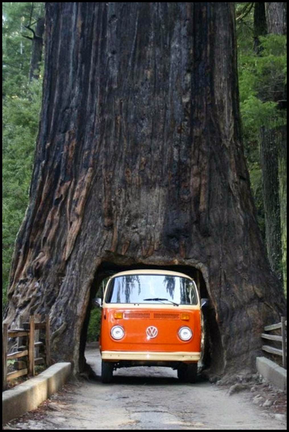 Giant Sequoia National Monument: The forest with the largest tree in the world (Part – 1)