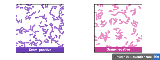 Gram Staining Result