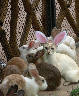 Cat-o-rabbit