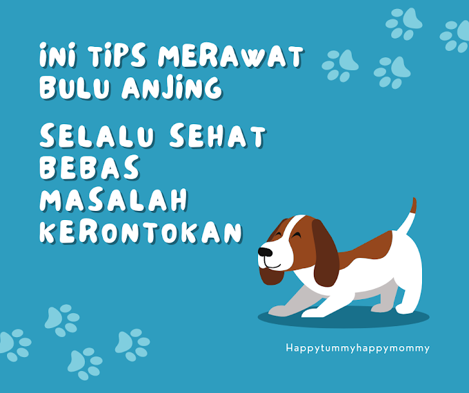 Ini Tips Merawat Bulu Anjing Selalu Sehat Bebas Masalah Kerontokan