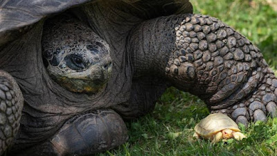 The odds of an albino giant tortoise are 1 in 100,000.