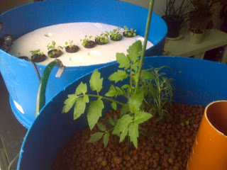 Both grow beds doing well. The tomato plant has doubled in size!