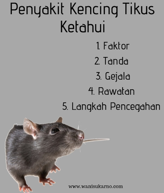 faktor, tanda, rawatan dan langkah pencegahan untuk penyakit kencing tikus