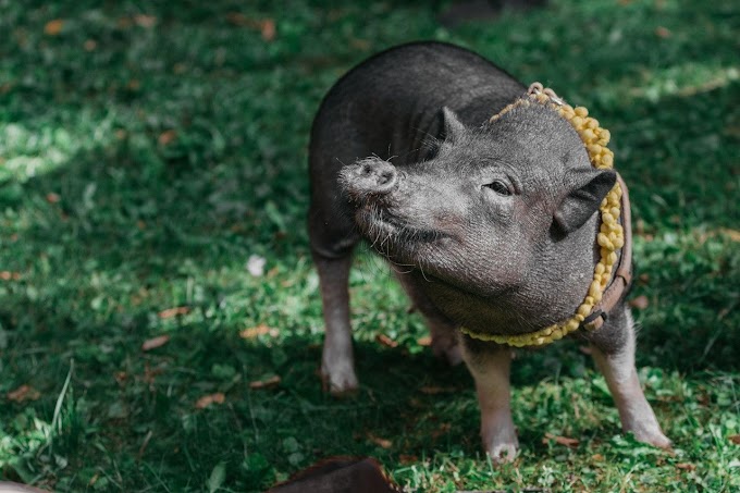 Puluhan Juta per Bulan? Gak Harus Miara Babi Ngepet, Kok, Bund!