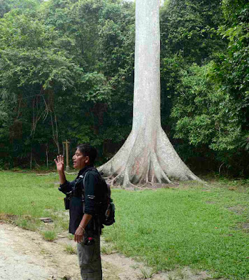 Photo of a guide at Tikal standing infront of a Ceiba Tree