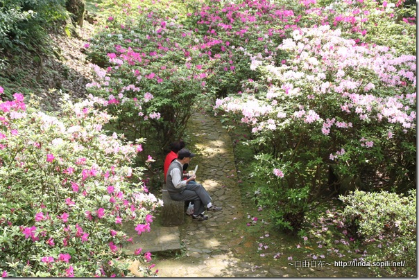 2010陽明山花季-悠閒用餐