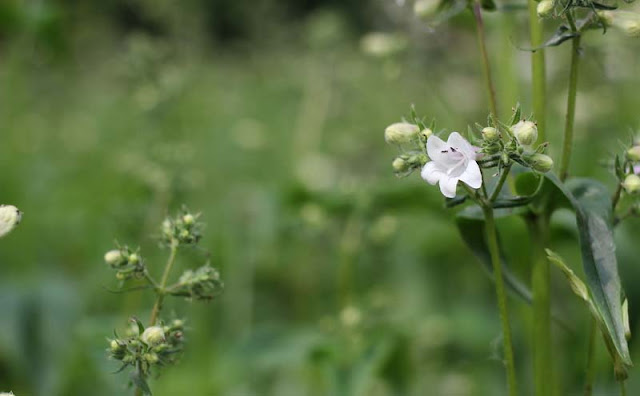 Foxglove Beardtongue Flowers Pictures