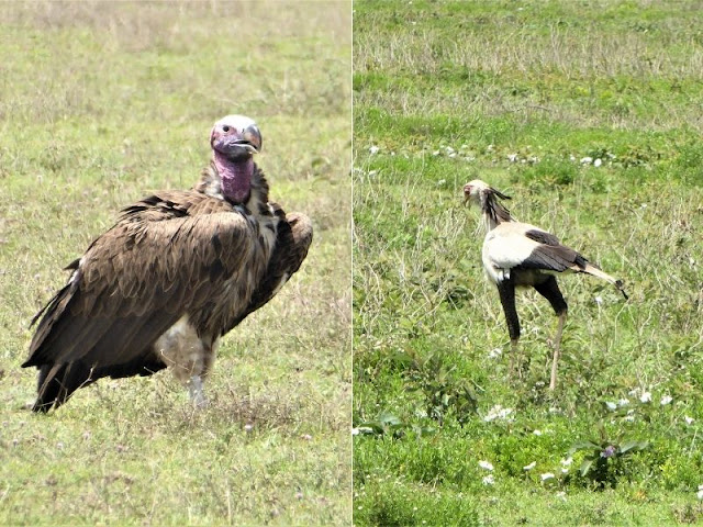 avvoltoio e uccello segretario ngorongoro