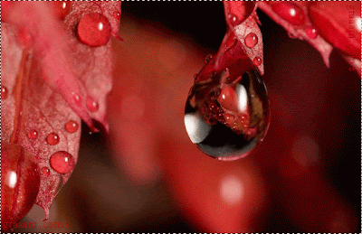 this is pink water drops