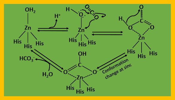 Catalytic path for hydration of carbon dioxide by Carbonic anhydrase