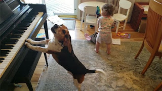 Tu día será mejor después de ver este video de una niña bailando mientras un perro toca el piano