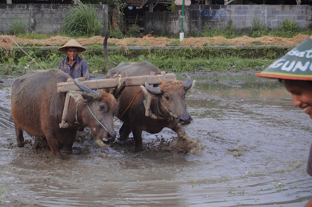 Bajak Sawah di Kebonagung, sumber : Insanwisata