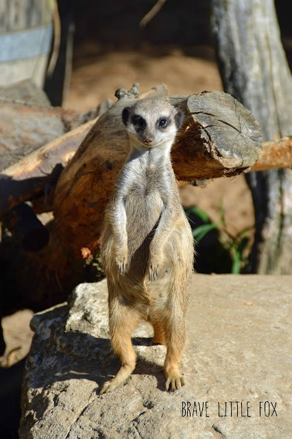 Erdmännchen Erlebnis-Zoo Hannover