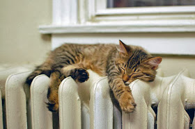 Funny cats - part 88 (40 pics + 10 gifs), kitten sleeps on the heater