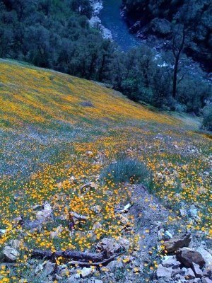 Poppies