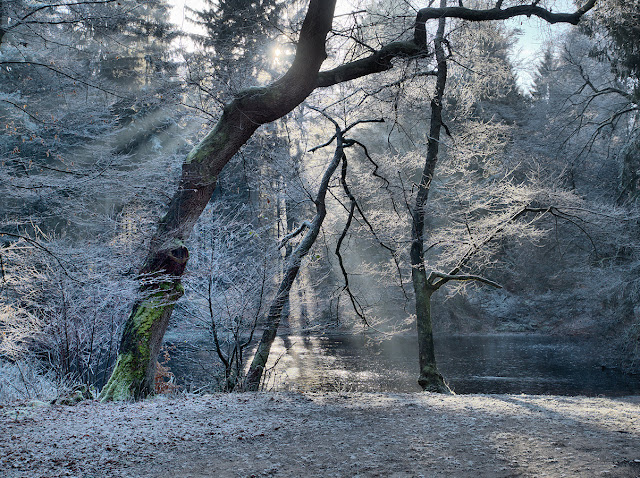 Ein zugefrorener Waldteich. Bäume und Büsche sind mit reif überzogen.