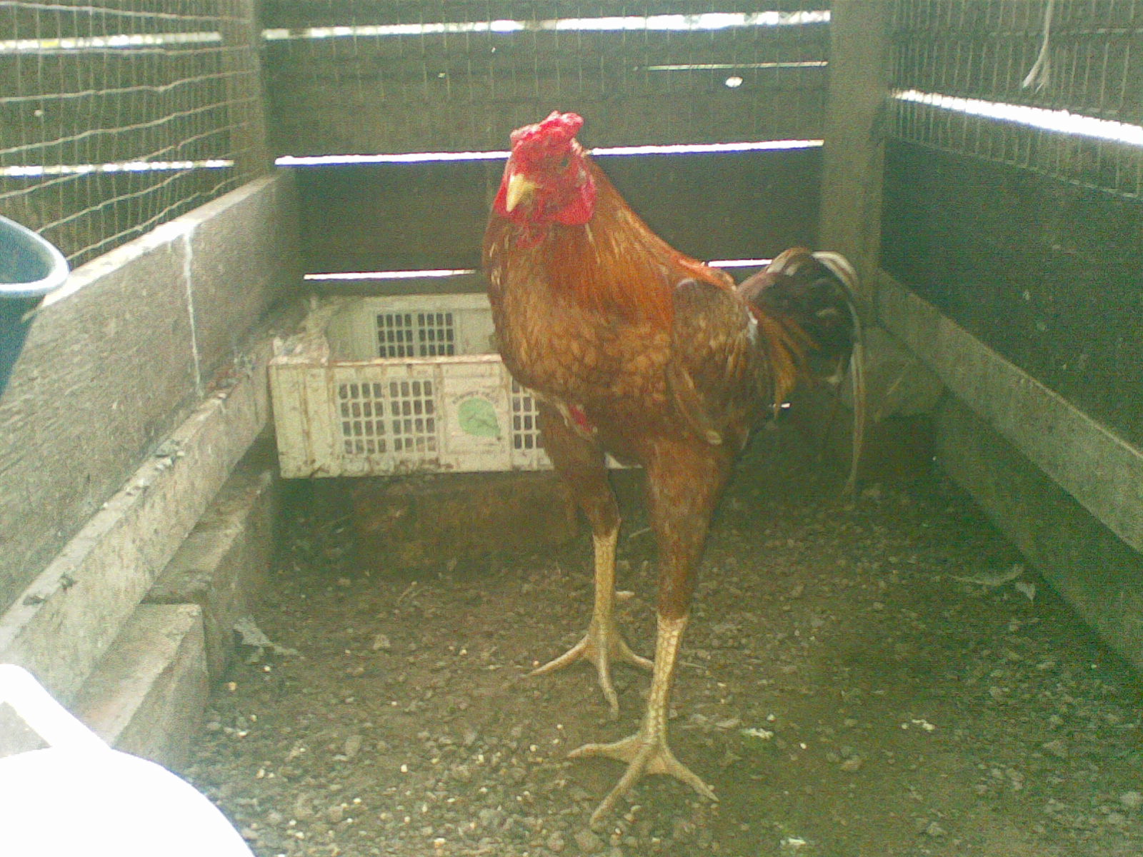 Ayam Siam / Ayam Sabung: Julai 2010