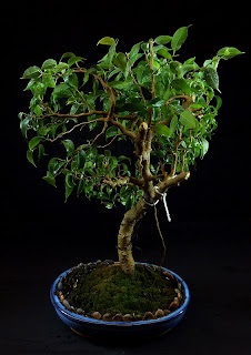 przycinanie fikusa bonsai