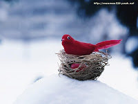 Red Bird Desktop Wallpaper