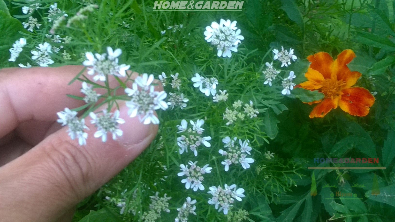 Cilantro is a pretty annual aromatic herb with feathery leaves and large white umbrella flower heads.