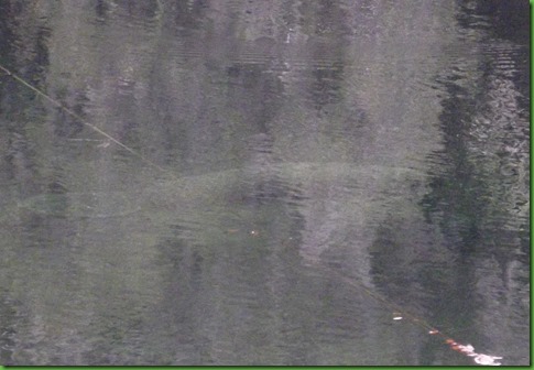 DSCF7346