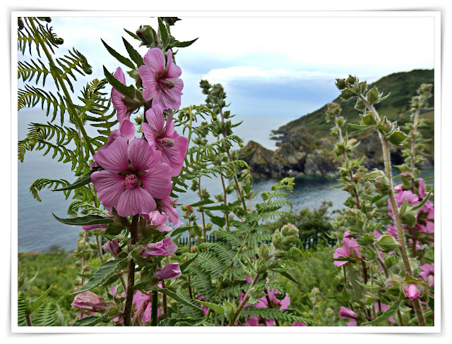 Flowers on cliffs at Polperro