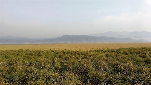 Corbett, Tiger, Grassland, India