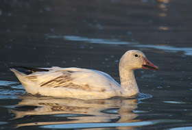 Snow Goose