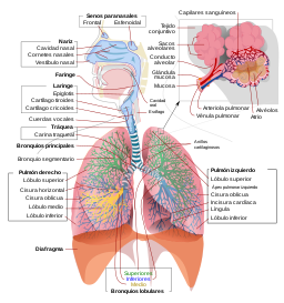 sistema respiratorio