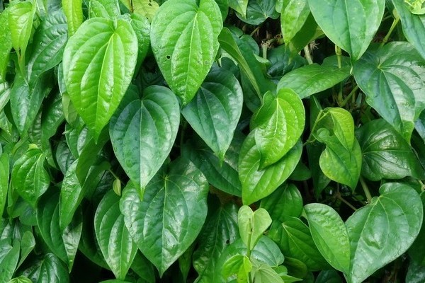Manfaat dan khasiat daun sirih