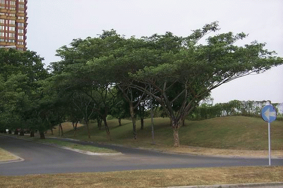 Karakteristik Pohon  Trembesi Ki Hujan Cara Bercocok 