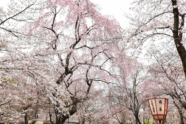 日本京都平野神社櫻花好壯觀啊！  真的是關西不可錯過的賞櫻景點