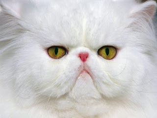 persian cat pets animal domestic kitten wallpaper pictures