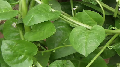 Benefits of Binahong Leaves for Cancer